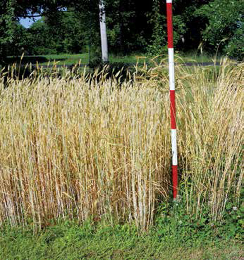 A Guide To Planting Banatka Wheat
